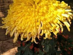 重阳节饮菊花酒的文化意义（传统习俗的传承与深化）