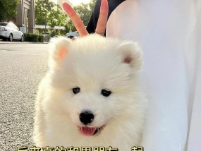 养萨摩耶的注意事项有哪些？如何正确照顾萨摩耶？