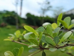 荣耀30s手机壳中指拆卸方法是什么？拆卸中遇到问题怎么办？