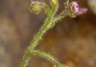 吃肉植物有哪些？如何区分五种不同的食肉植物？