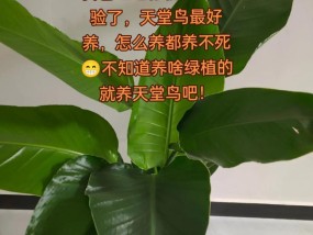 天堂鸟怎么养？养植天堂鸟有哪些常见问题？