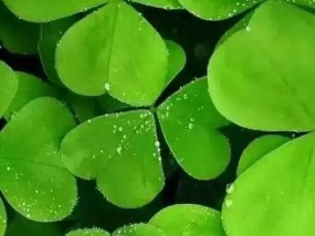 绿色苹果手机有何特别之处？推荐购买吗？