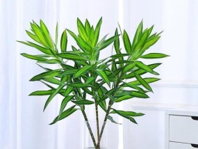 最适合室内水养的植物有哪些？如何照料它们？