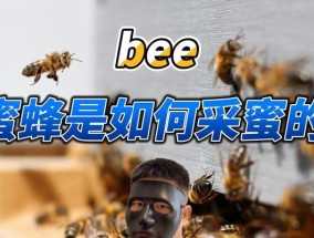 蜜蜂采蜜和酿蜜的过程是怎样的？过程中有哪些常见问题？