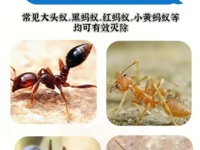 灭蚂蚁的小妙招有哪些？如何有效防止蚂蚁入侵？