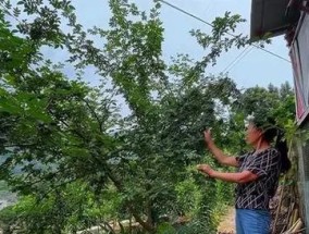 自制花椒油的方法分享？如何在家轻松制作？