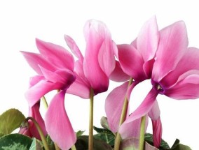 冬季养护方法大揭秘（以仙客来为例）