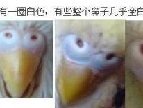 如何轻松辨别鹦鹉的性别？最简单的方法是什么？