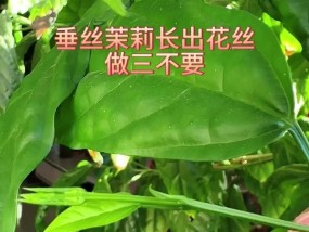 如何正确分享茉莉花养植方法？养植过程中常见问题有哪些？