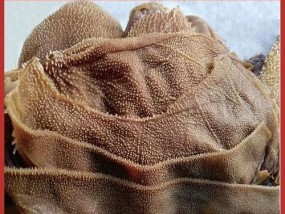 如何正确区分毛肚和百叶？毛肚和百叶的区别是什么？