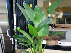 瓶胚投影仪的使用方法是什么？操作中常见问题有哪些？