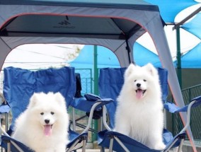 萨摩耶幼犬训练方法有哪些？如何解决训练中的常见问题？