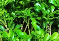 盆栽米兰花怎么养？养殖过程中应注意哪些问题？