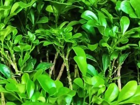 盆栽米兰花怎么养？养殖过程中应注意哪些问题？