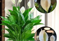 一帆风顺植物怎么养？养殖过程中常见问题有哪些？