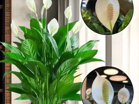 一帆风顺植物怎么养？养殖过程中常见问题有哪些？