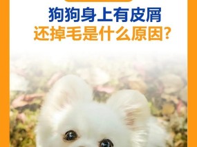 狗狗掉毛严重怎么办？这些小妙招帮你轻松应对！