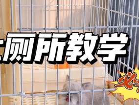 如何训练兔子上厕所？有哪些有效的方法和技巧？