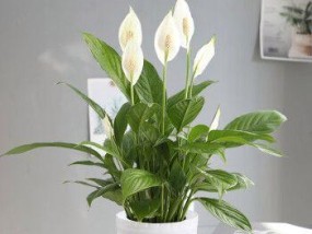 一帆风顺植物的养殖方法与介绍（探索一帆风顺植物的美丽与易养之道）