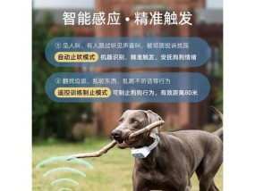 宠物狗训练技巧大全：如何训练狗狗听话？常见问题有哪些？