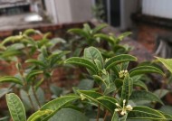 桂花树的养殖方法（打造花香四溢的桂花花园）