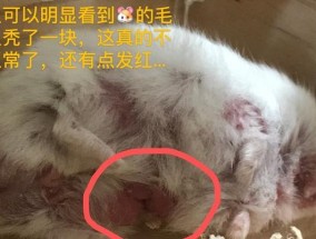 仓鼠掉毛是什么原因？如何解决？
