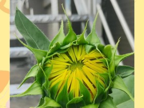 太阳花如何生长？从播种到开花需要多长时间？