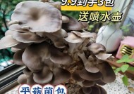 室内种菌菇的养殖技巧有哪些？如何解决常见问题？