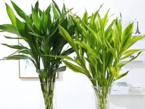 客厅最旺宅的水培植物有哪些？如何选择适合的水培植物？
