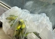 如何快速催熟生香蕉？最简单的家庭方法是什么？