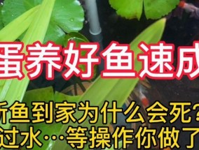 新鱼过水的正确方法是什么？如何避免常见错误？