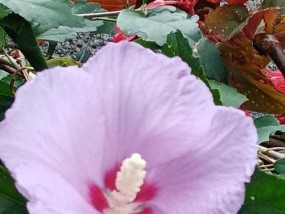 木槿花怎么吃？木槿花的食用方法有哪些？