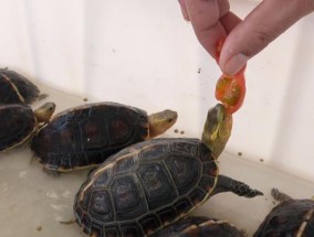 乌龟不进食怎么办？如何有效解决乌龟不进食的问题？