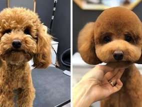 如何区分泰迪犬的年龄？有哪些简单方法？
