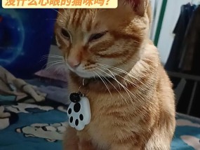 如何让猫咪变得更加乖巧？分享有效的方法和技巧！