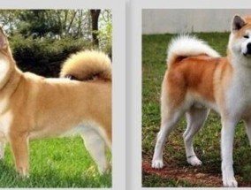 日本柴犬和秋田犬有哪些不同之处？如何区分它们？