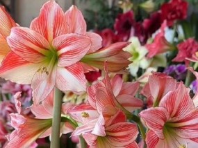秋天养花指南：哪10种花最适合秋季种植？