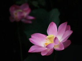 走字屏手机拍照闪烁？如何解决拍照时出现的闪烁问题？