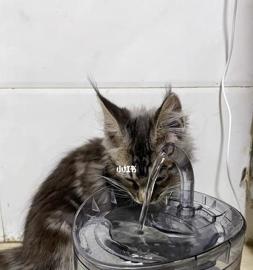 如何引导猫猫喝水（让猫咪保持良好的水分摄入量）  第1张