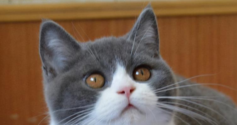 探索常见的6种猫咪品种的魅力（了解不同品种猫咪）  第1张