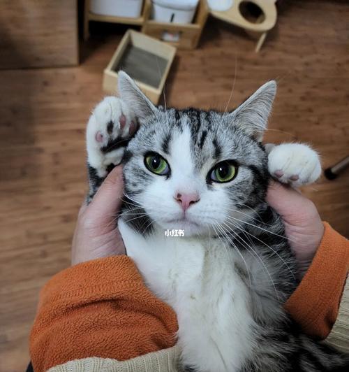 如何让猫咪乖巧听话（科学训练和良好的照顾是培养猫咪乖巧的关键）  第1张