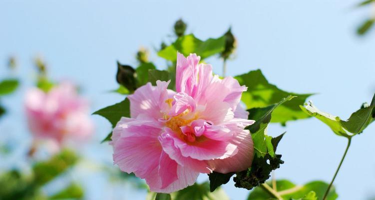 秋天养花指南（让你的花园在秋天绽放绚丽色彩）  第1张