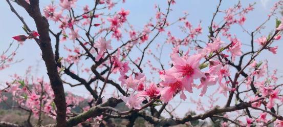 探究大美集成灶故障代码的原因及解决方法（大美集成灶故障代码分析与处理）  第1张