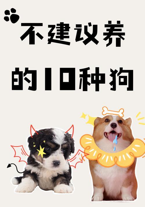 如何训练泰迪犬？泰迪犬训练技巧有哪些常见问题？  第2张