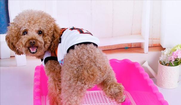 如何训练泰迪犬？泰迪犬训练技巧有哪些常见问题？  第3张