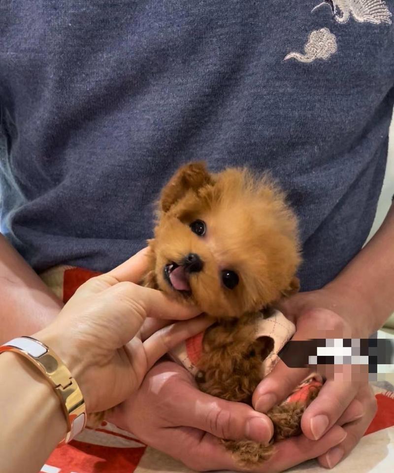 小泰迪最难养的阶段是什么时候？如何顺利度过？  第2张