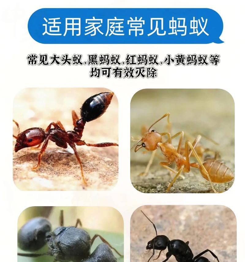 灭蚂蚁的小妙招有哪些？如何有效防止蚂蚁入侵？  第1张