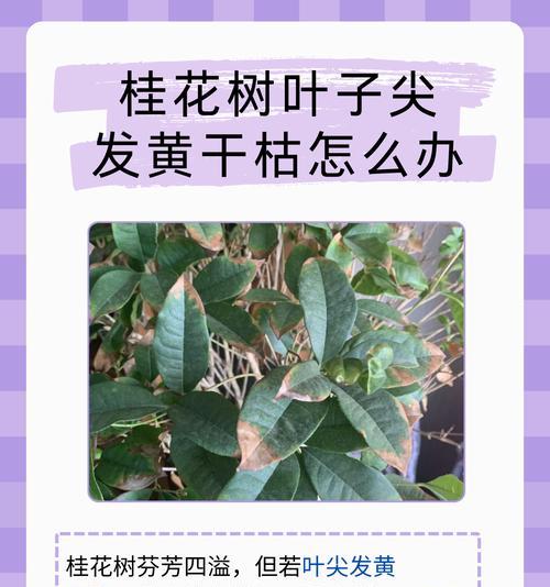 吊兰叶子尖发黄干枯怎么办？如何正确处理？  第3张