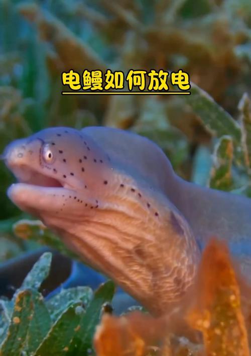 电鳗放电原理是什么？电鳗如何产生电流？  第2张