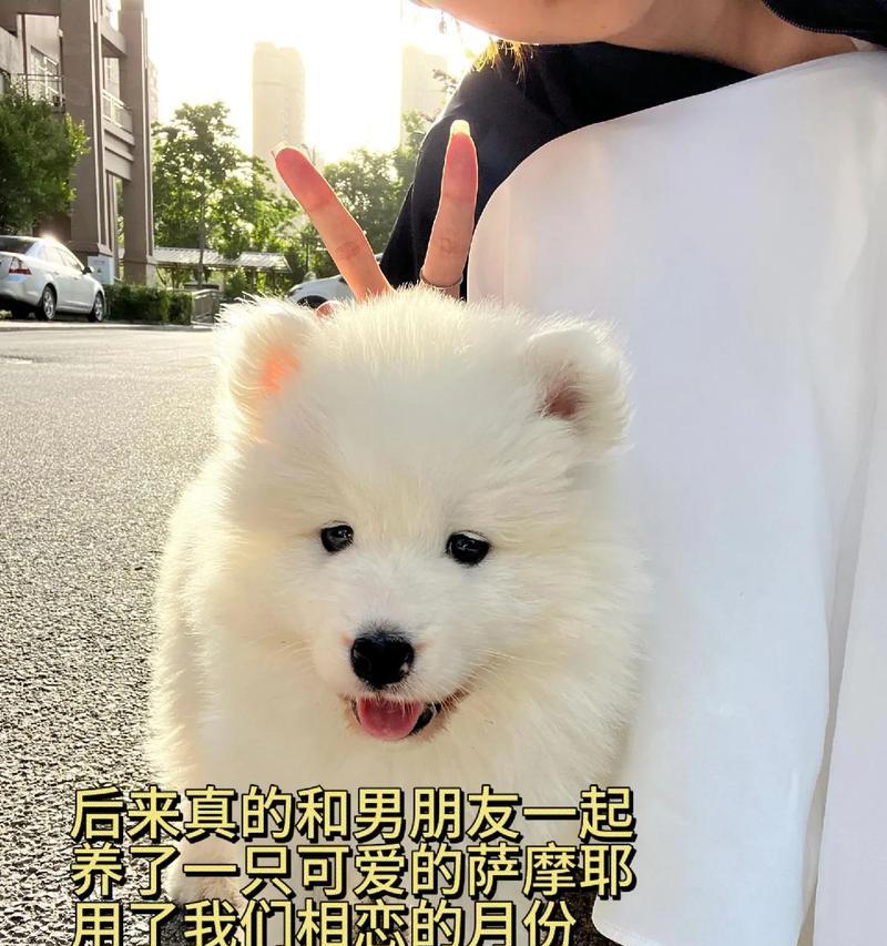 养萨摩耶的注意事项有哪些？如何正确照顾萨摩耶？  第1张